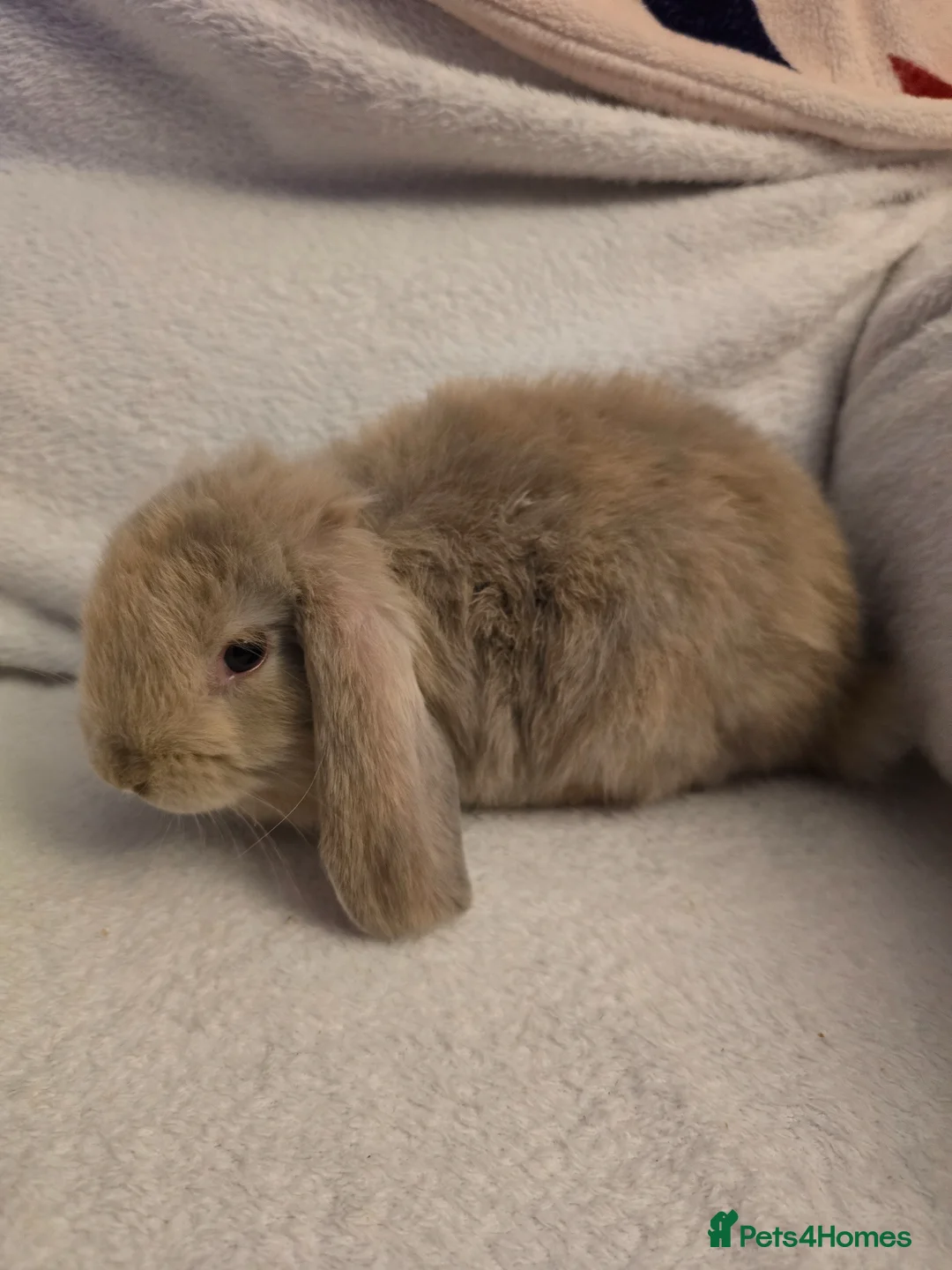 Mini Lop rabbits for sale: Mini lop - Advert 2
