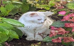 Mixed Breed cats for sale: Premium kittens for sale - Image 15
