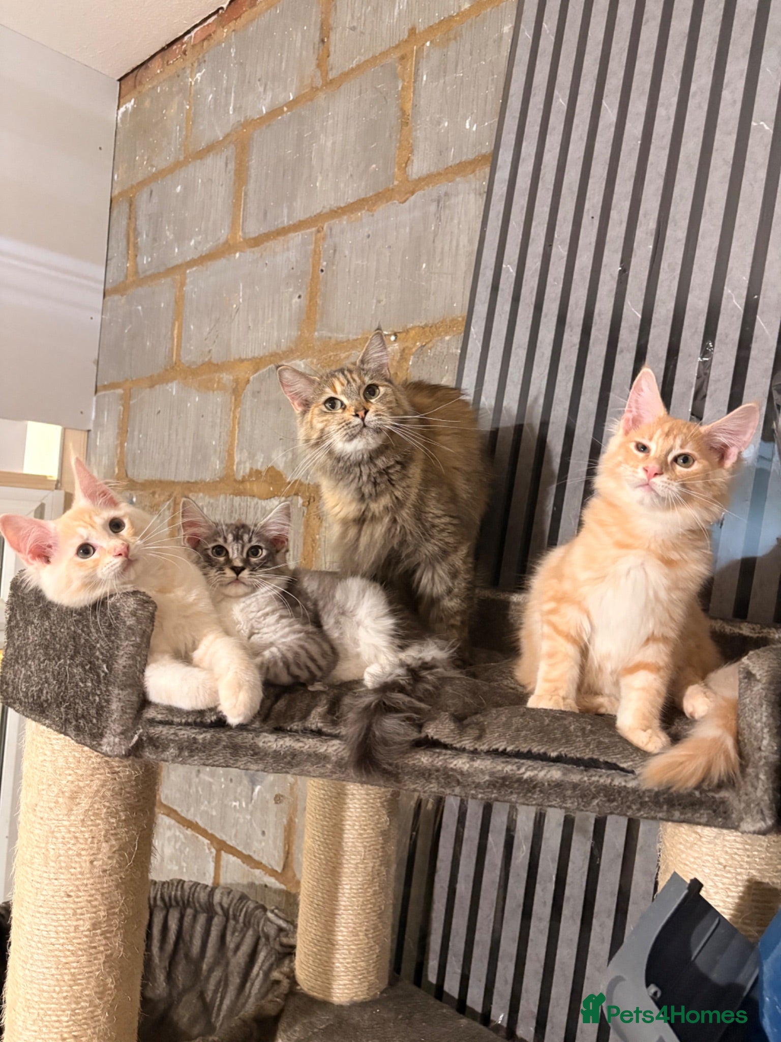 Maine Coon cats 💖Tica register kitted💖 - Advert 2