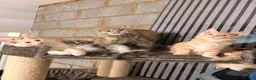 Maine Coon cats for sale: 💖Tica register kitted💖 - Advert 7