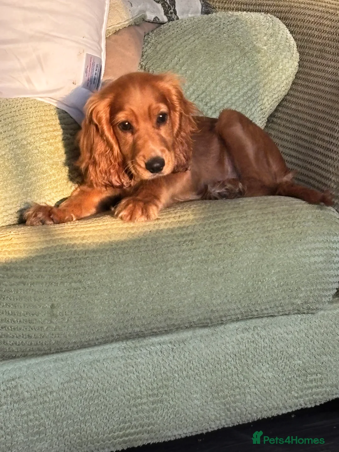 Cocker Spaniel dogs for sale: Beautiful baby girl needs re-homing  - Advert 1