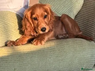 Cocker Spaniel dogs Beautiful baby girl needs re-homing - Advert 2