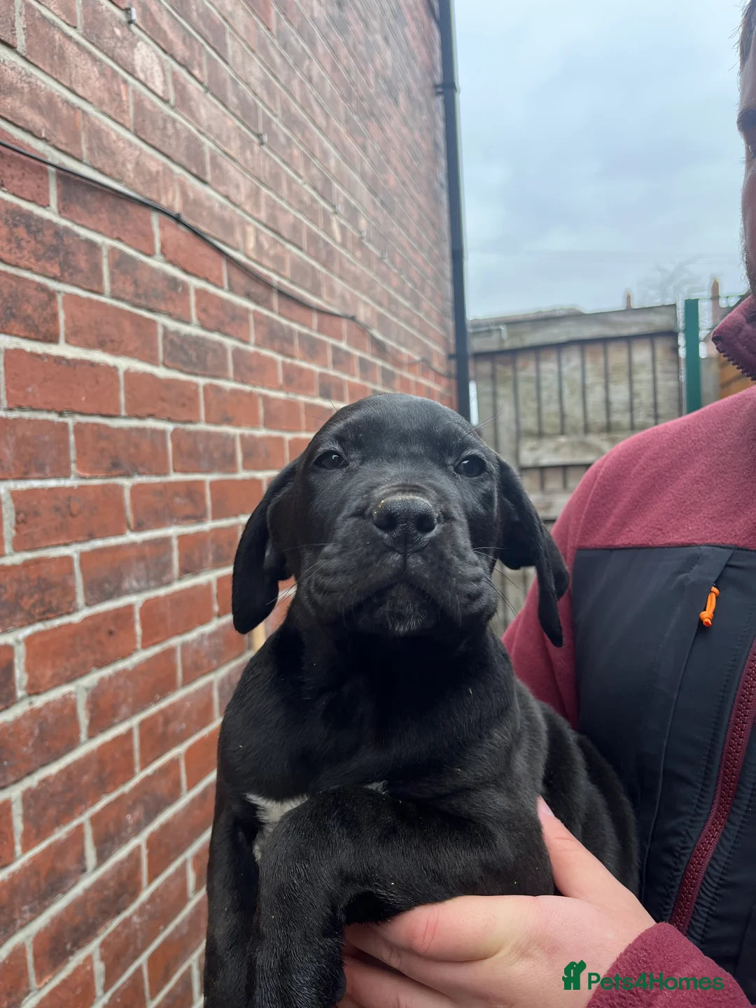 Presa Canario dogs for sale: Ready to leave Presa Canario puppies REDUCED  - Advert 1