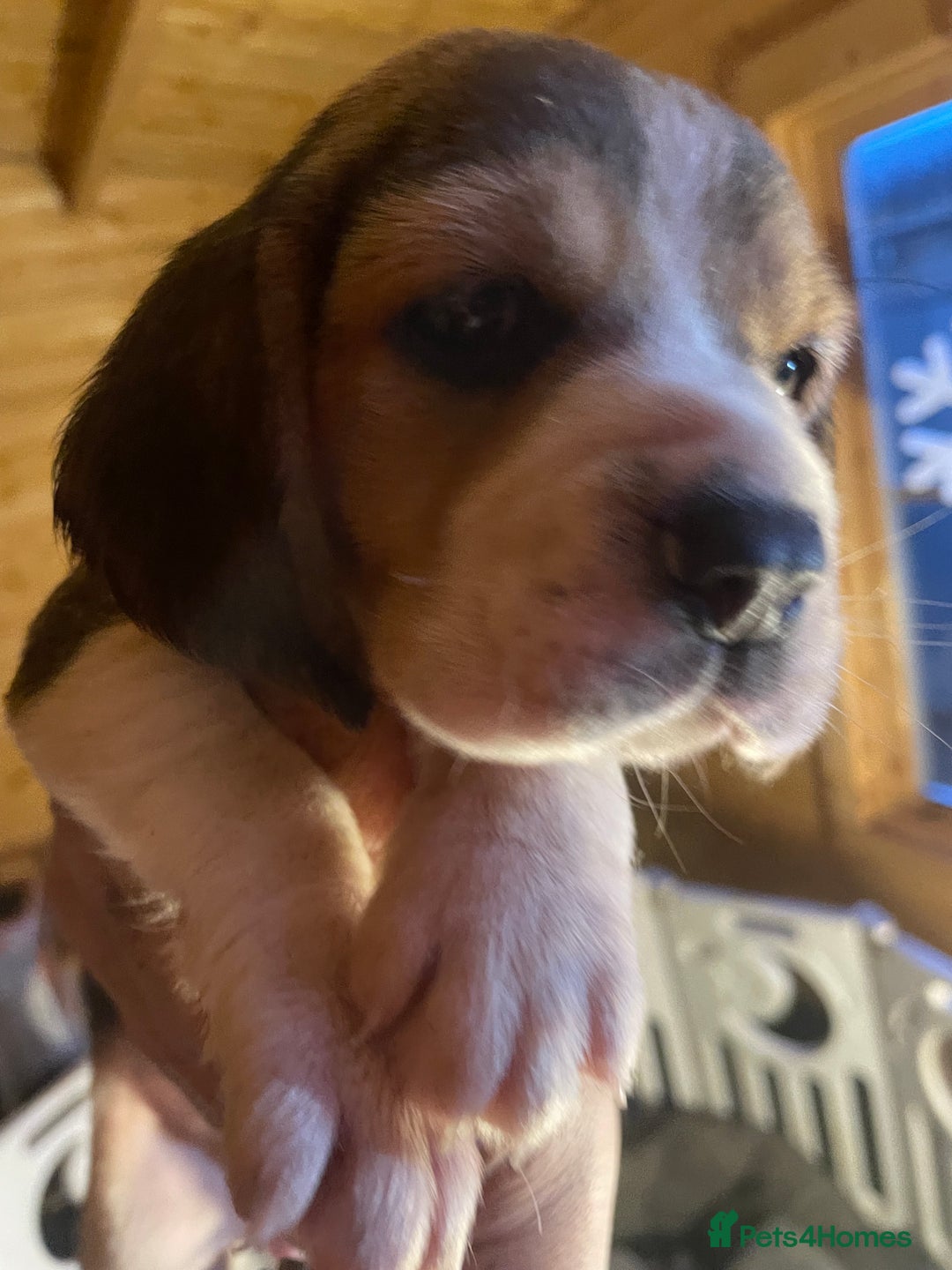 Beagle dogs for sale: 2tri girls kc reg ready after  **   - Advert 10
