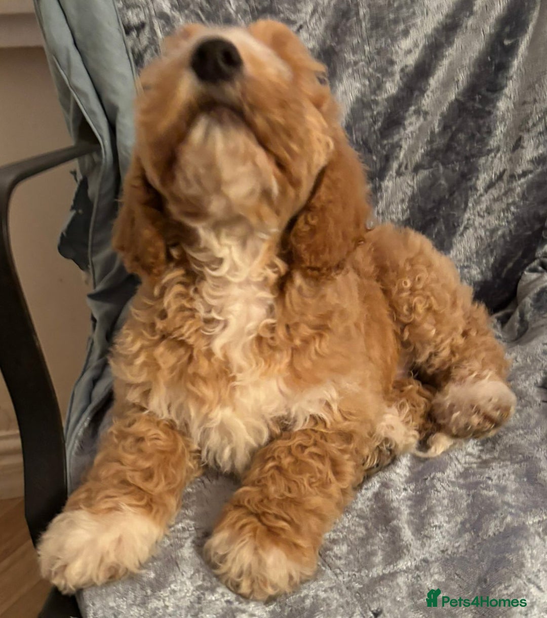 Australian Labradoodle dogs for sale: Australian Labradoodles for Sale - Advert 17