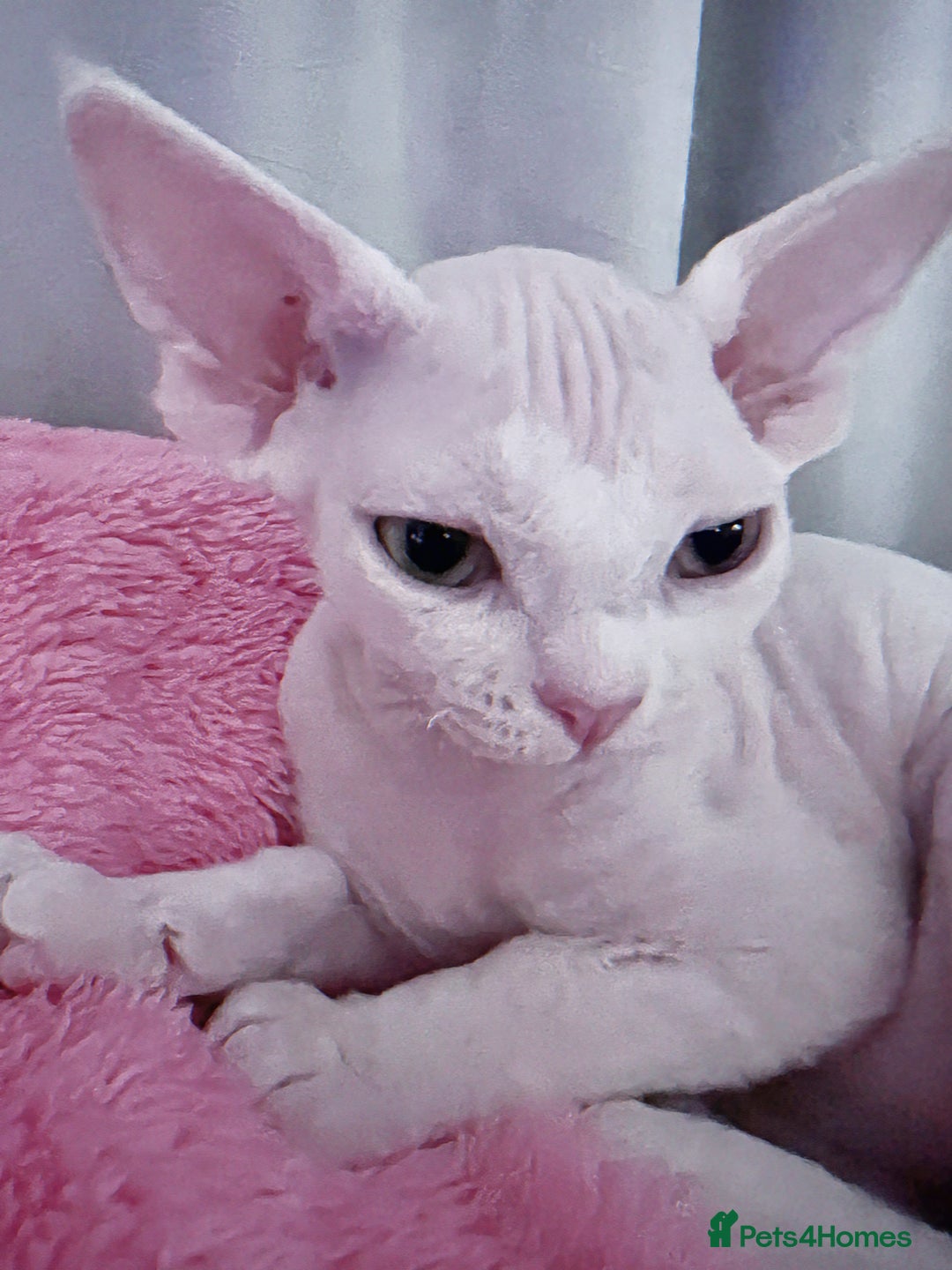 Devon Rex cats for sale: ❤️❤️❤️Beautiful Devon Rex kittens! ❤️❤️ - Advert 7