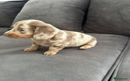 Miniature Dachshund dogs for sale: Beautiful champion miniature dachshunds - Image 3