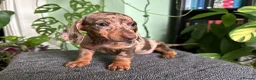 Dachshund dogs for sale: Full Pedigree Dachshund ❤️🧡💚🩵 - Advert 10