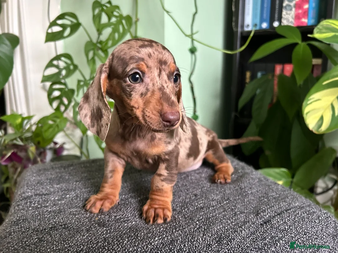 Dachshund dogs for sale: Full Pedigree Dachshund ❤️🧡💚🩵 - Advert 10