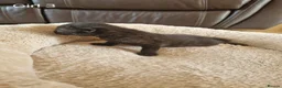 Mixed Breed cats for sale: Beautiful Domestic Shorthair Female Kitten - Advert 13