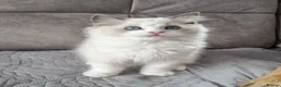 Ragdoll cats for sale: TICA registered ragdoll kittens  - Advert 12