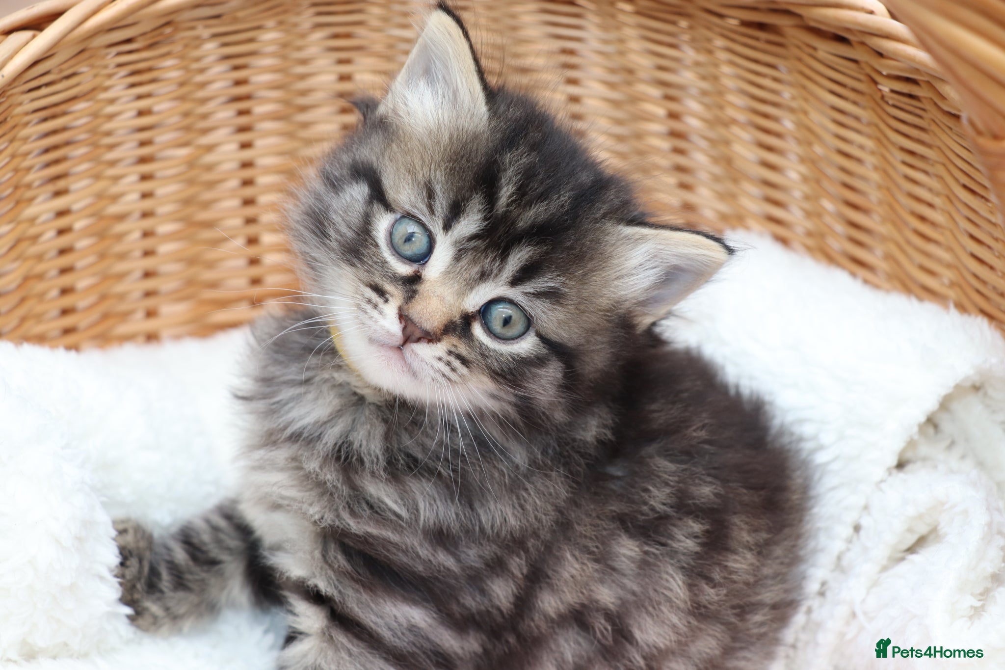 Mixed Breed cats Beautiful Kittens - Advert 7