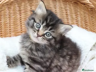 Mixed Breed cats Beautiful Kittens - Advert 7