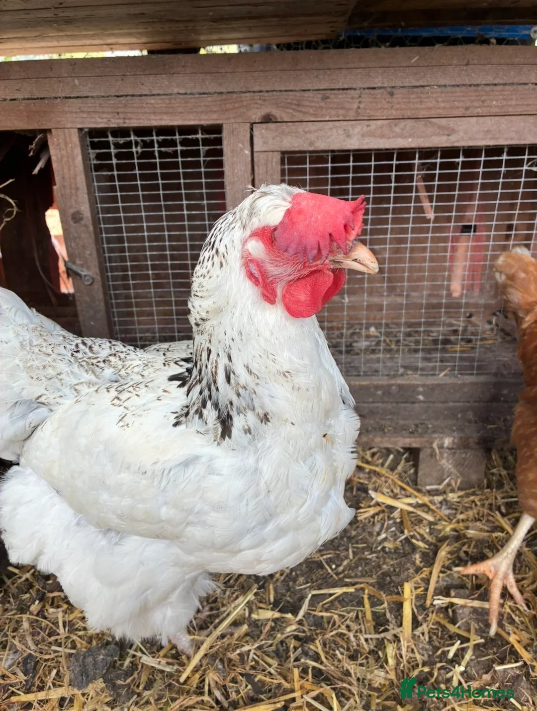 Chickens poultry for sale: Chickens for Rehoming FREE in Thatcham - Advert 2