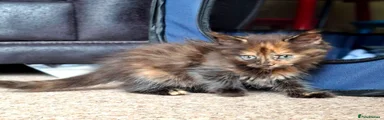 Longhaired tortie female