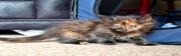 Mixed Breed cats for sale: Gorgeous kittens, mix of short & long hair in Hayle - Advert 8