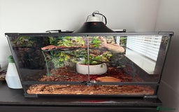 Chameleon reptiles for sale: Emperor scorpion & Baby Chameleon For Sale - Image 3