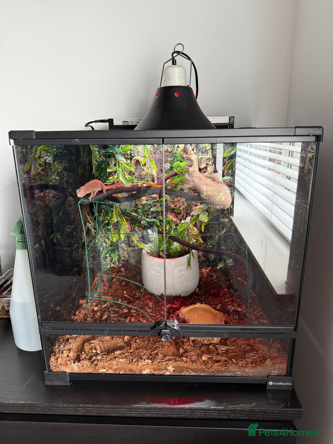 Chameleon reptiles for sale: Emperor scorpion & Baby Chameleon For Sale - Image 3