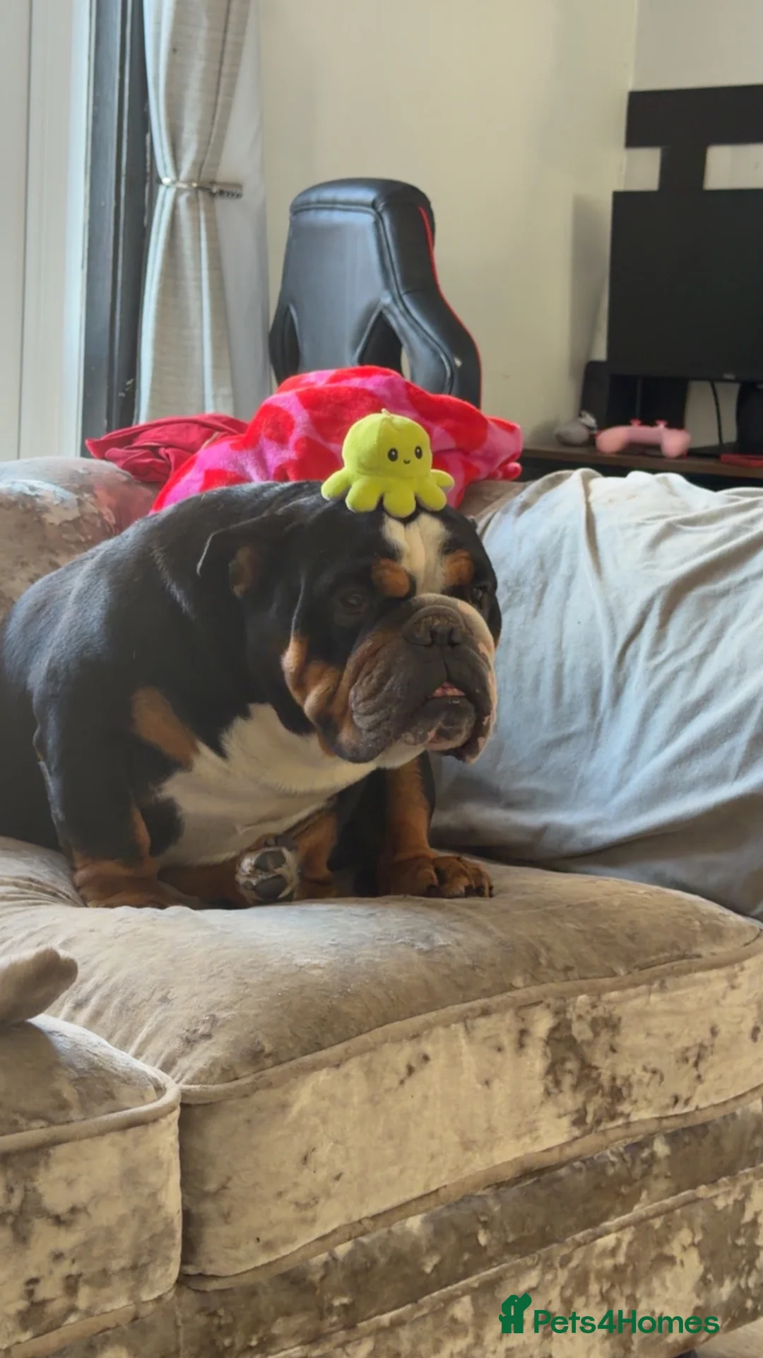 English Bulldog dogs for sale: Dolly and Blake 5years old  - Advert 2