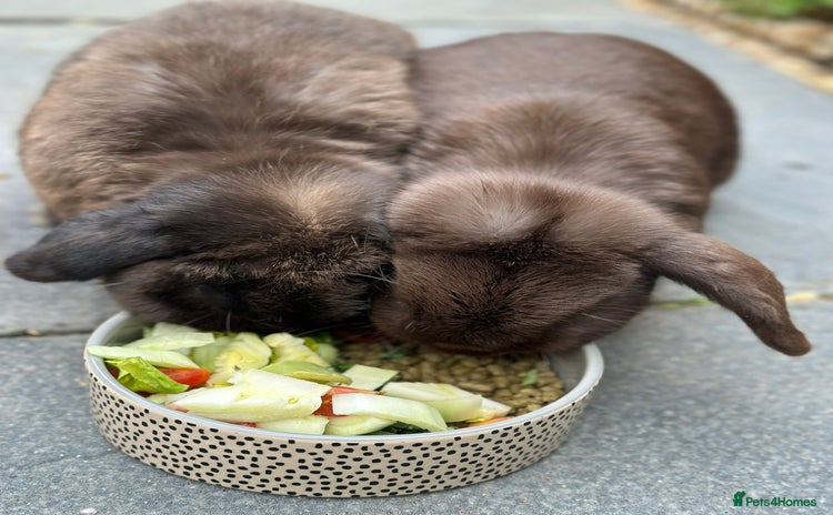 Mini Lop rabbits in Leicester - Advert 15