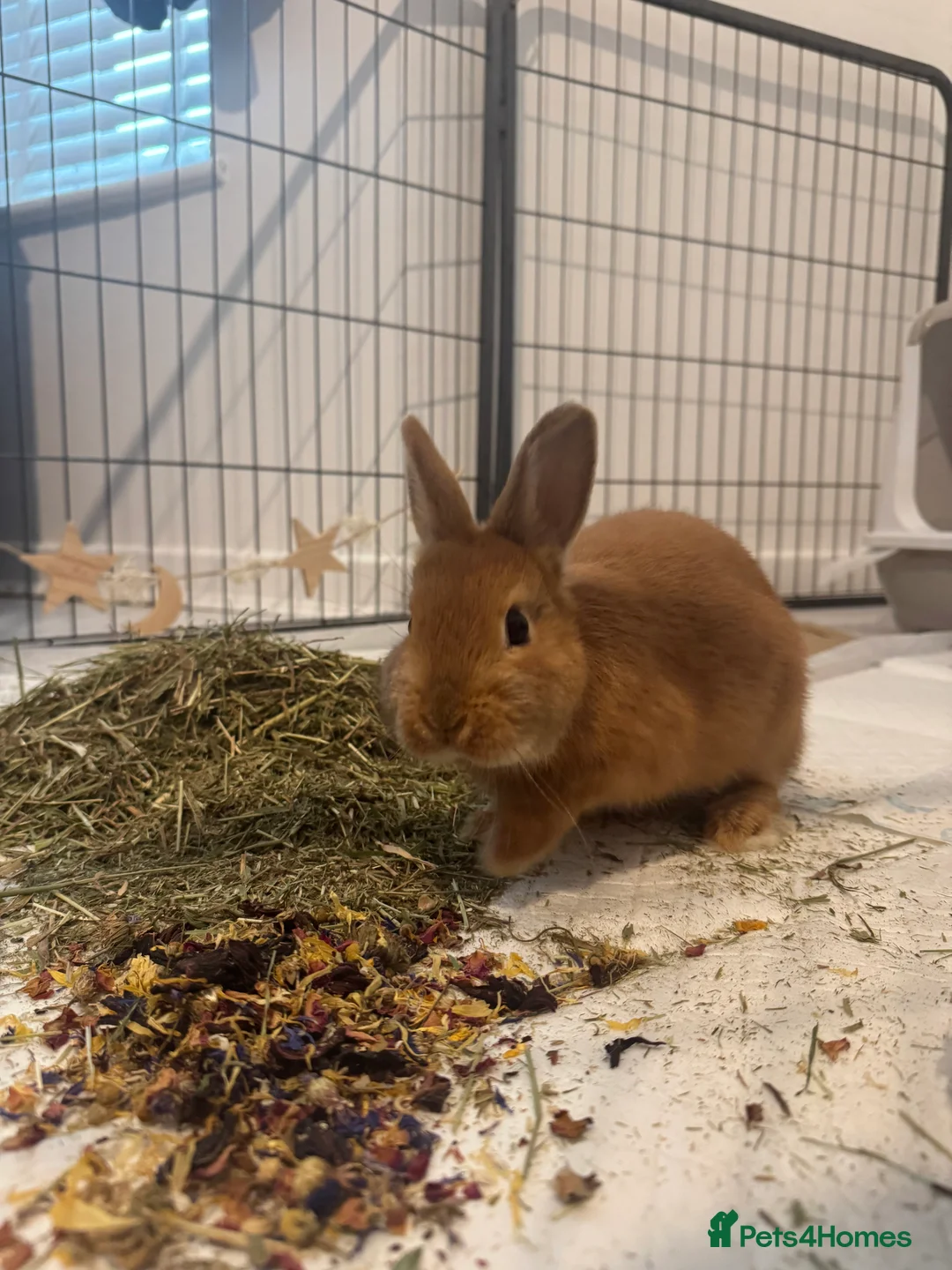 Netherland Dwarf rabbits for sale: female netherland dwarf  - Advert 2