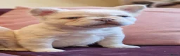 French Bulldog dogs for stud: Licensed breeder! Fluffy frenchie litter due July  - Advert 16
