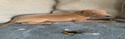 Italian Greyhound dogs for sale: Beautiful KC Registered Italian greyhounds - Advert 20