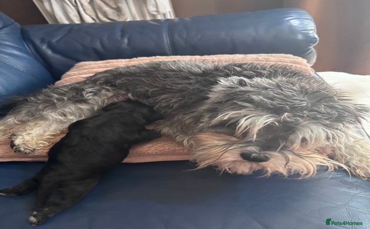 Miniature Schnauzer dogs - Advert 2