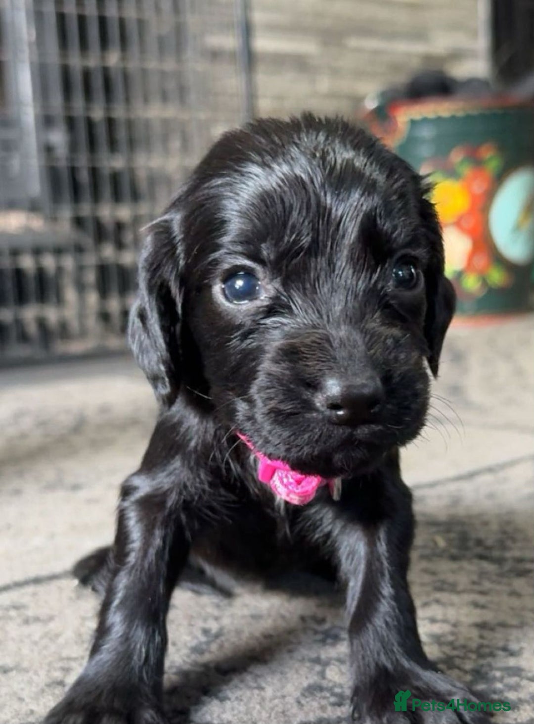 Cocker Spaniel dogs for sale: Cocker spaniel puppies - Advert 2