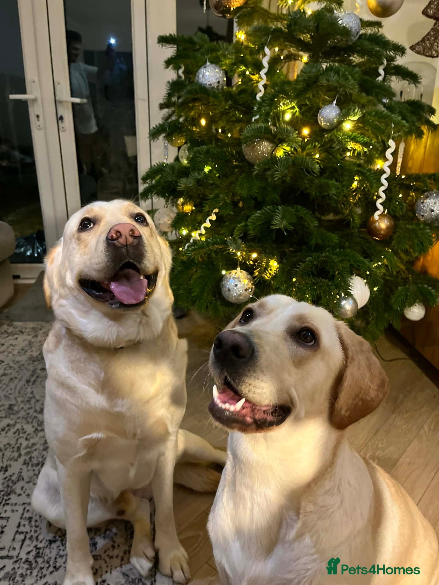 Labrador Retriever dogs 5x Male & 6x Female Labrador puppies available  - Advert 9