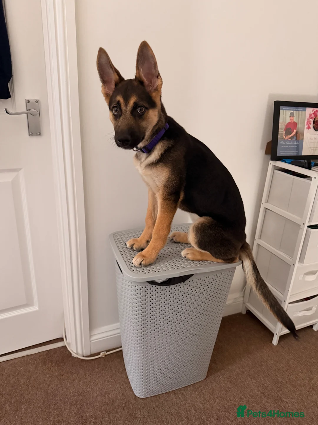 Mixed Breed dogs for sale: Phoenix 4months old  - Advert 2