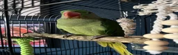 Parakeets birds for sale: Alexandrine parrot 🦜  in Oldham - Advert 8