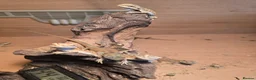 Bearded Dragon reptiles for sale: BEARDED DRAGONS TINT OF RED  - Advert 10