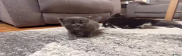Mixed Breed cats for sale: 3 gorgeous kittens available to leave now! - Advert 9