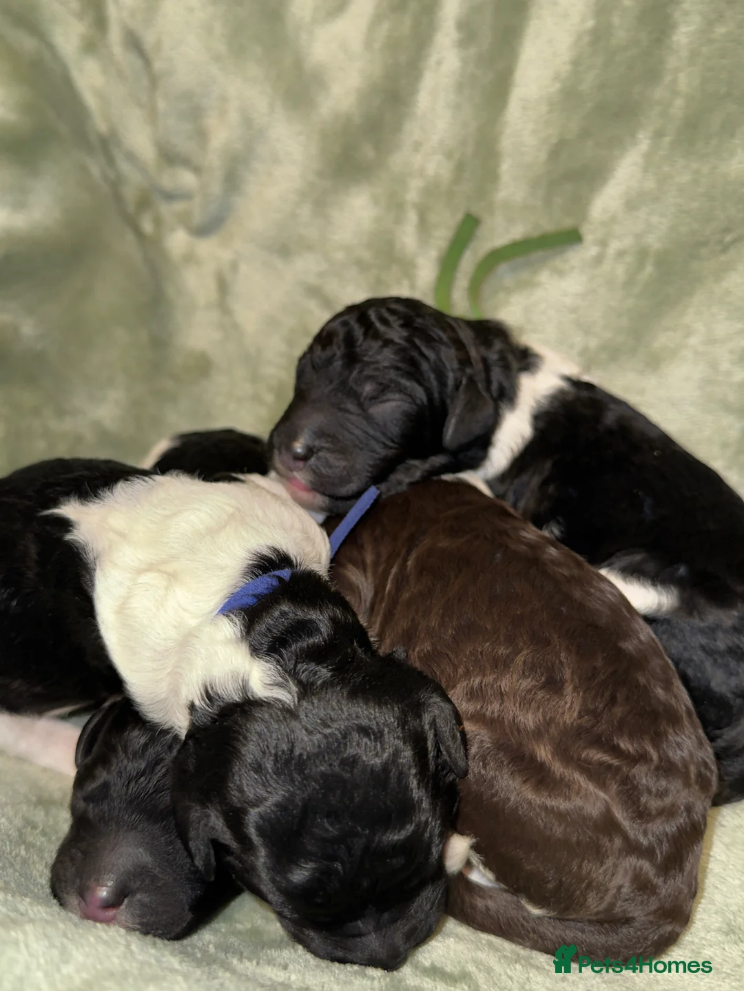 Standard Poodle dogs for sale: Amazing KC reg strandard poodle pups  - Advert 16