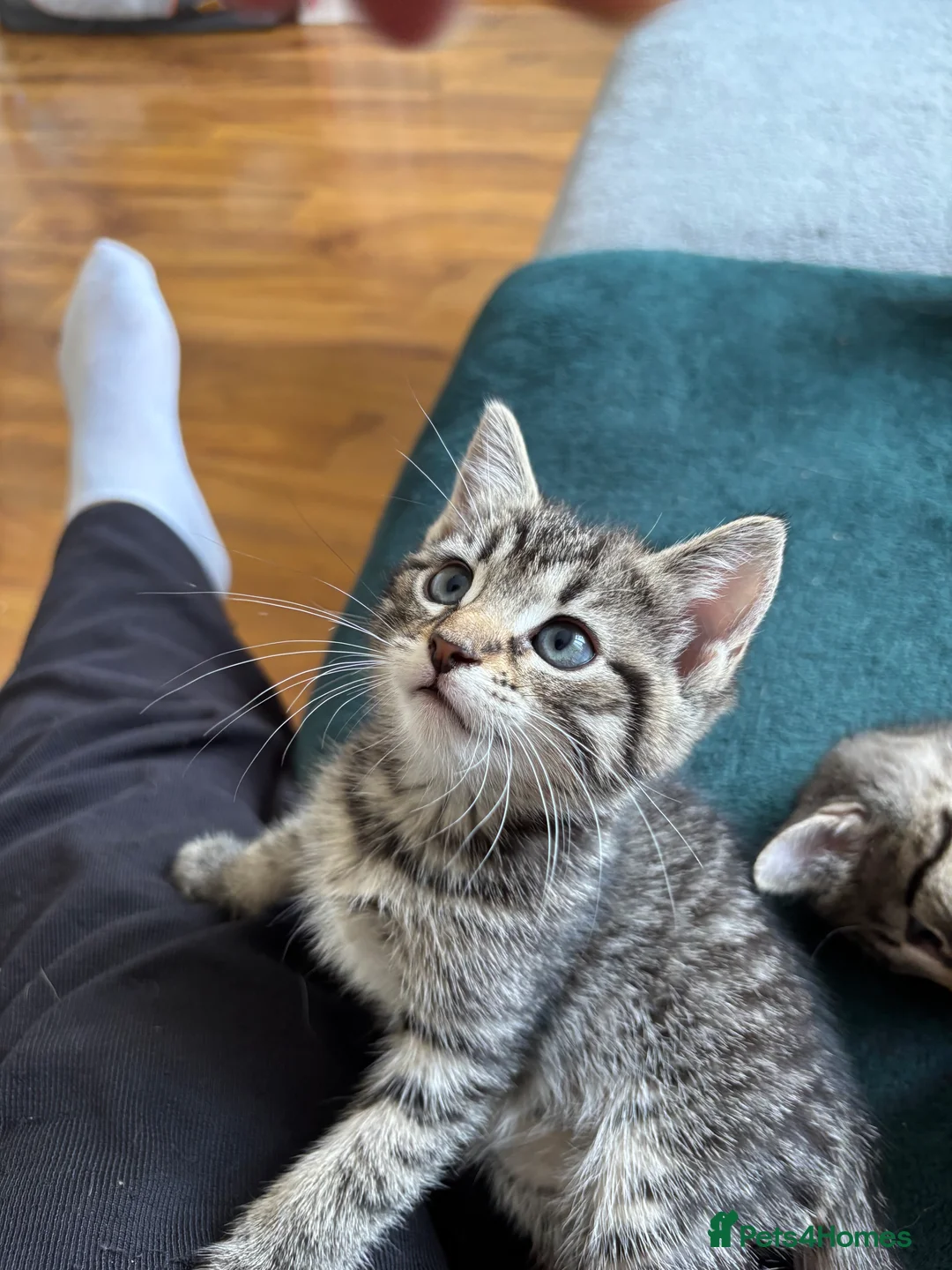 Domestic Shorthair cats for sale: 3 Kittens Ready Oct 4th - WR12 - Advert 2