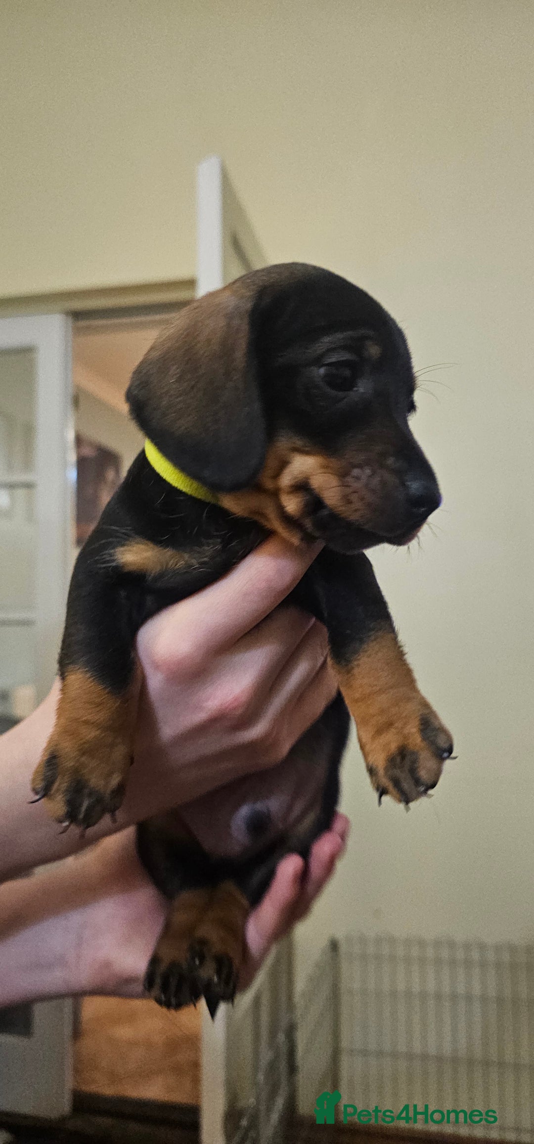 Miniature Dachshund dogs for sale: Miniature Daschund Puppies 6 Boys ONLY 2 LEFT 🩵💙 - Advert 18