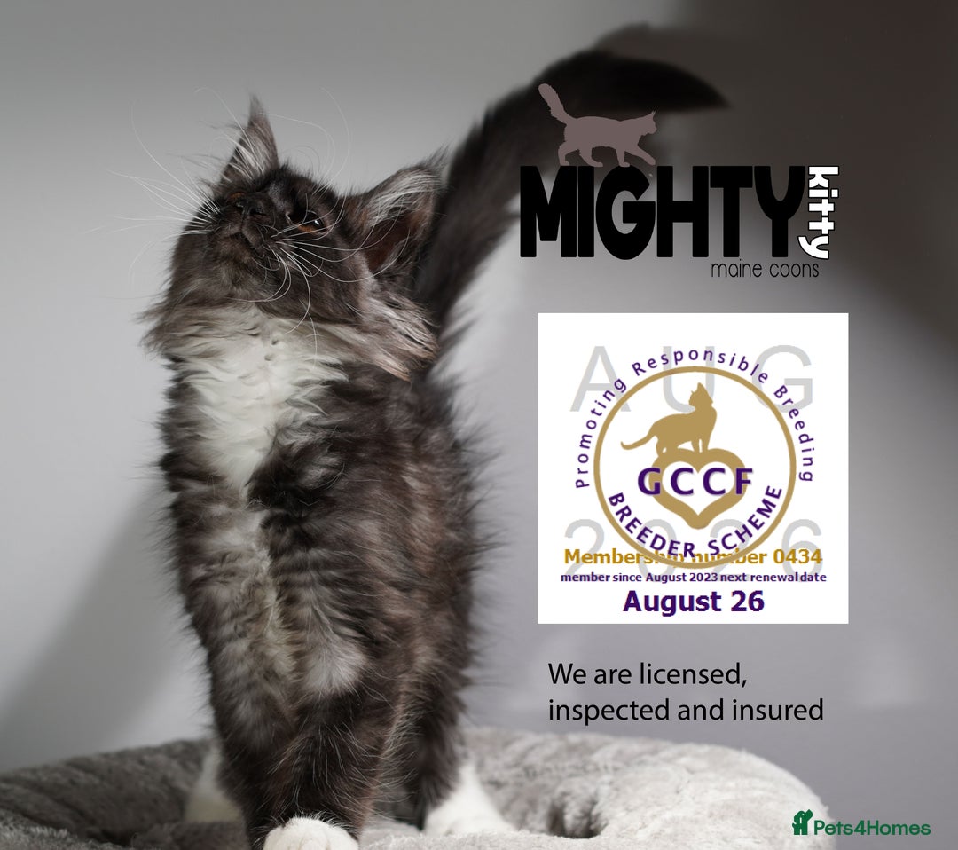 Maine Coon cats for sale: GCCF registered Maine Coon Kittens 5 star licence - Advert 6