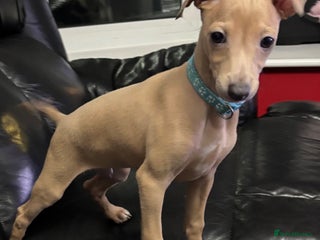 Italian Greyhound dogs Beautiful Italian Greyhound puppies - Advert 4