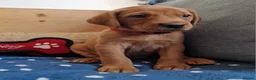 Springador dogs for sale: Wonderful Springador Puppies  - Advert 8
