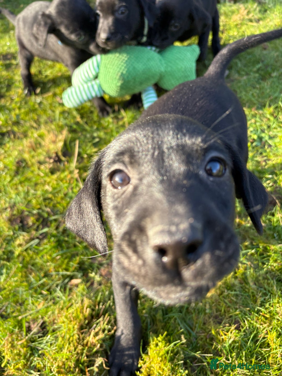 Labrador Retriever dogs for sale: Ready to leave now 3 gorgeous males pups left  - Advert 36
