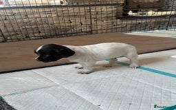 English Springer Spaniel dogs for sale: Gorgeous working English Springer Spaniel Puppies - Image 16