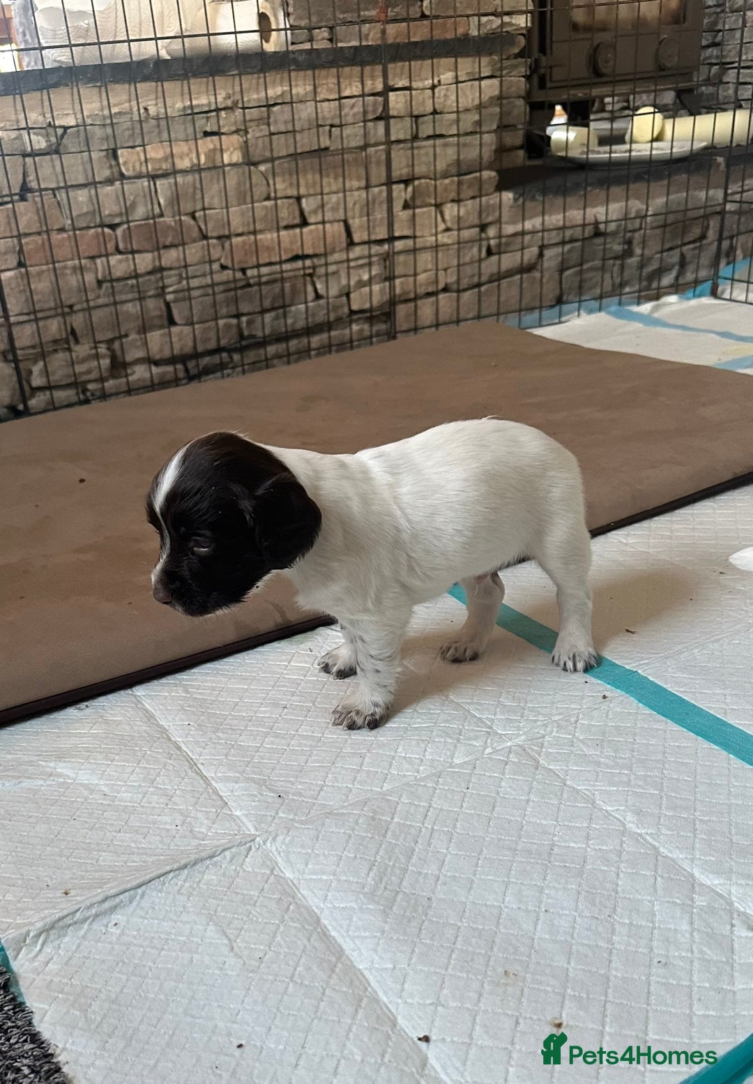 English Springer Spaniel dogs for sale: Gorgeous working English Springer Spaniel Puppies - Image 16