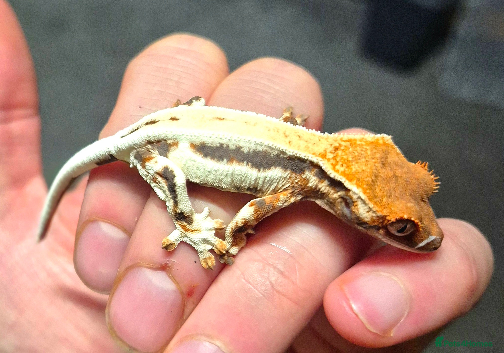 Gecko reptiles Frappuccino and cappuccino crested geckos - Advert 1