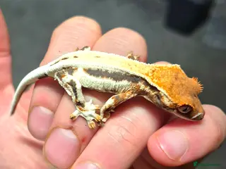 Gecko reptiles Frappuccino and cappuccino crested geckos - Advert 4