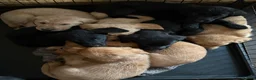 Labrador Retriever dogs for sale: Beautiful litter of mixed puppies  - Advert 30