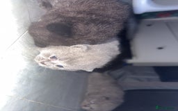 British Shorthair cats for sale: Fluffy BSHs! Grey and black! - Image 4