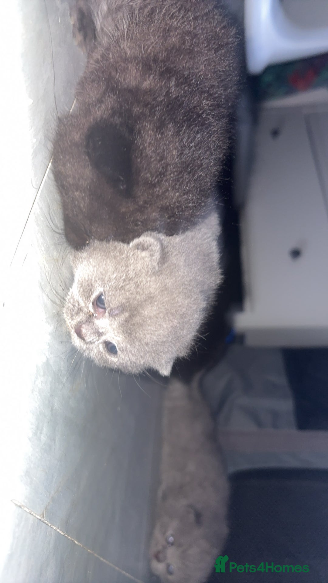 British Shorthair cats for sale: Fluffy BSHs! Grey and black! - Image 4