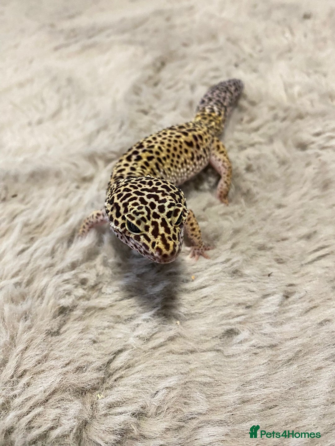 Leopard Gecko reptiles for sale: Leopard gecko couple m/f - Advert 2