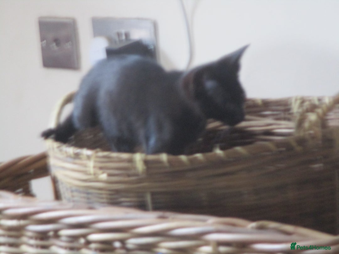 Oriental cats for sale: oriental boy - Image 5